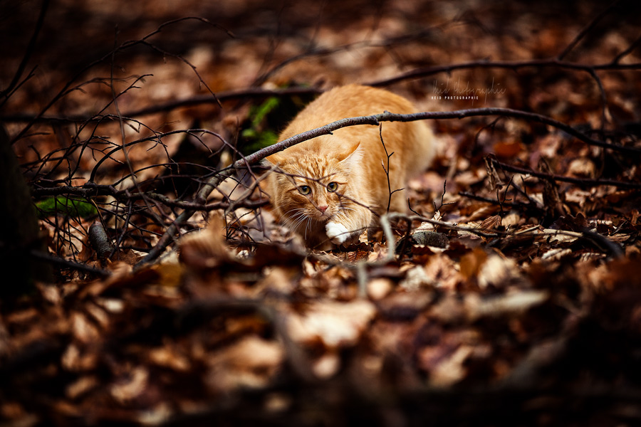Katzenbild